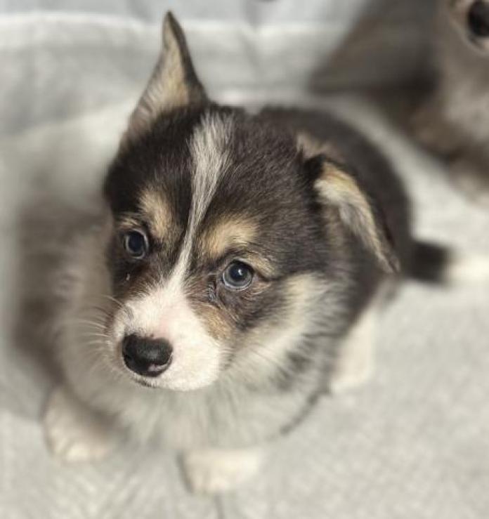 ウェルシュ・コーギー・ペンブローク(静岡県・女の子・2025/11/26・トライカラー)の子犬情報! | 玉利 咲ブリーダー(1136)