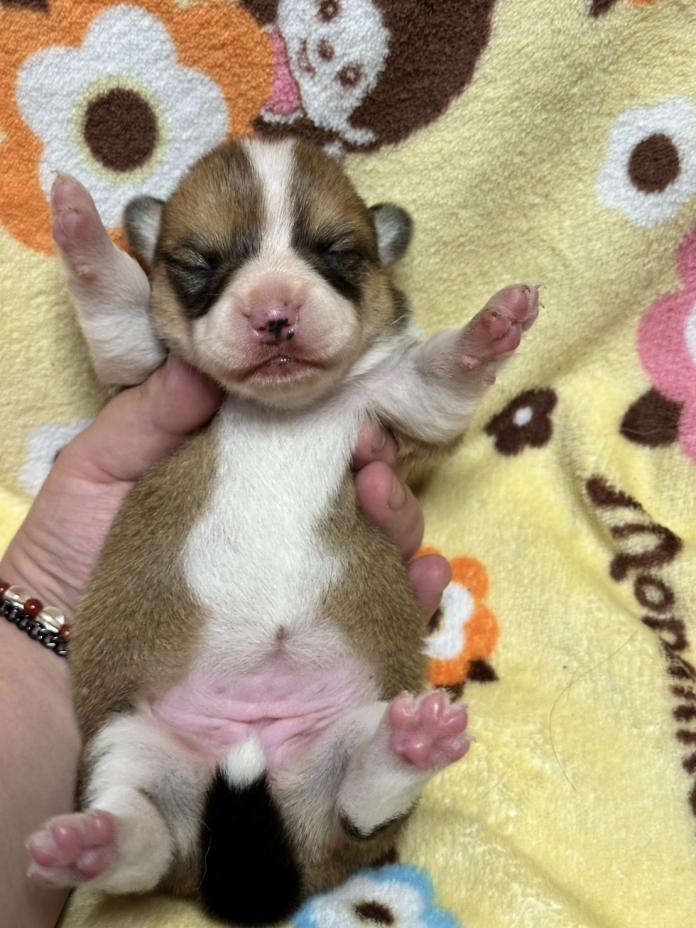 ウェルシュ・コーギー・ペンブローク(静岡県・女の子・2026/03/25・レッドアンドホワイト)の子犬情報! | 玉利 咲ブリーダー(1289)