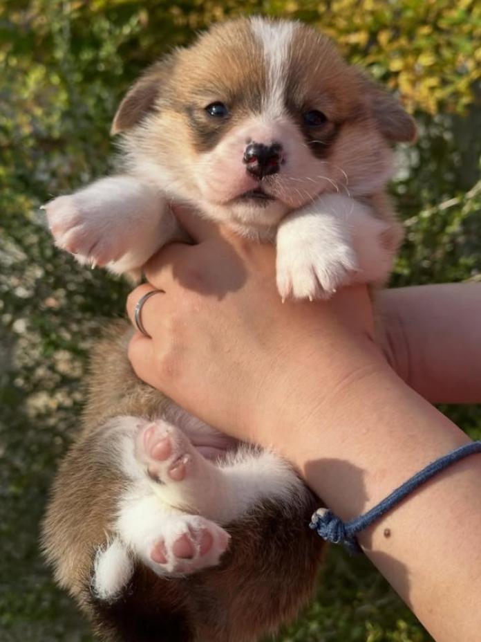 ウェルシュ・コーギー・ペンブローク(静岡県・女の子・2026/03/25・レッドアンドホワイト)の子犬情報! | 玉利 咲ブリーダー(1289)