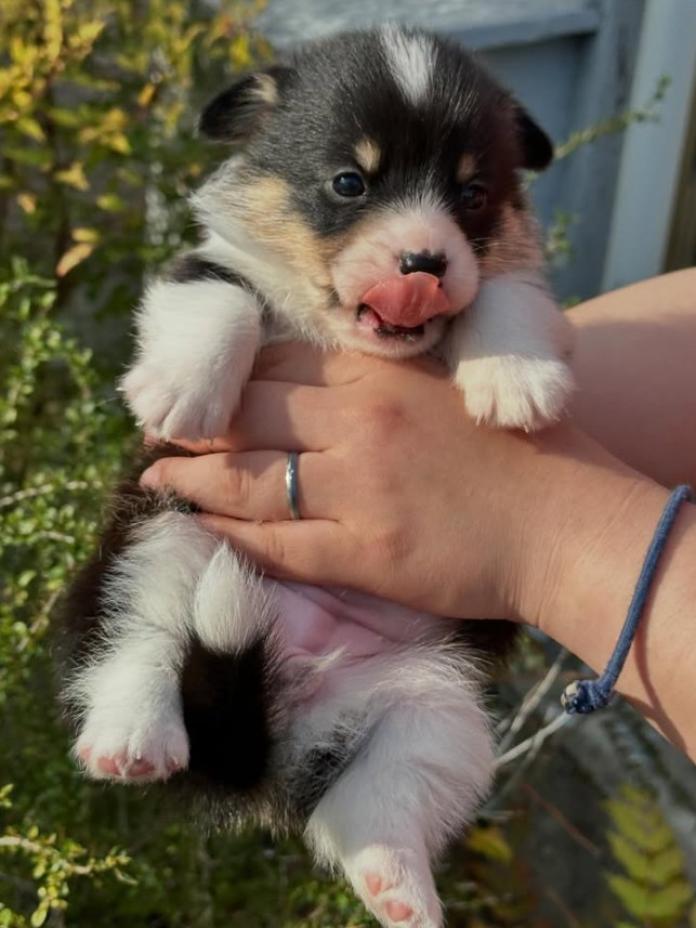 ウェルシュ・コーギー・ペンブローク(静岡県・女の子・2026/03/25・トライカラー)の子犬情報! | 玉利 咲ブリーダー(1290)