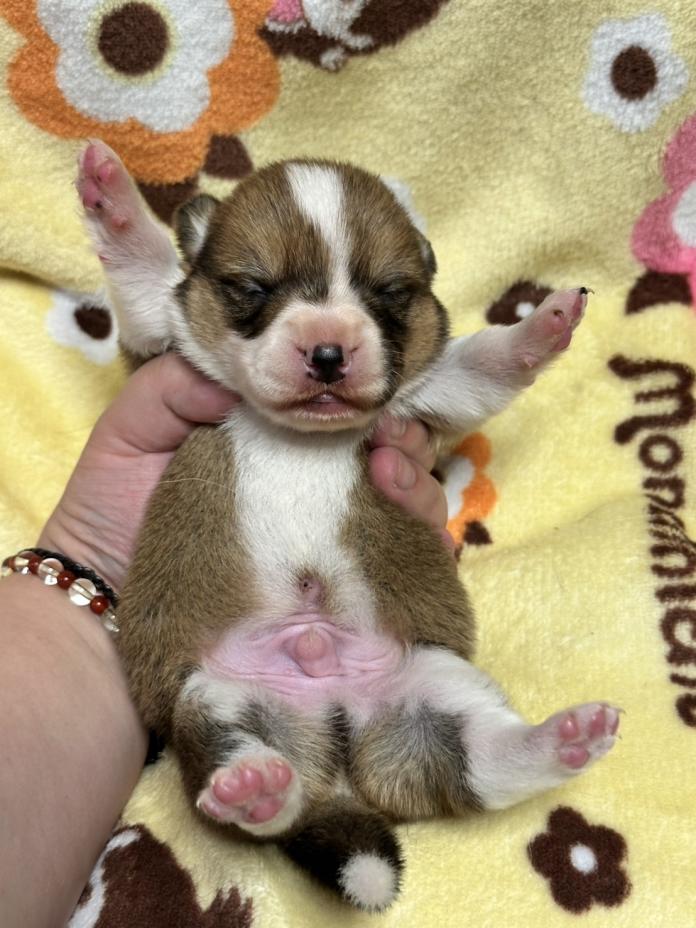 ウェルシュ・コーギー・ペンブローク(静岡県・男の子・2026/03/25・レッドアンドホワイト)の子犬情報! | 玉利 咲ブリーダー(1291)