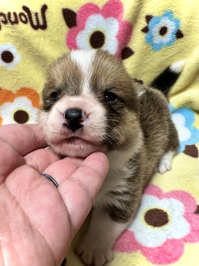 ウェルシュ・コーギー・ペンブローク(静岡県・男の子・2026/03/25・レッドアンドホワイト)の子犬情報! | 玉利 咲ブリーダー(1291)
