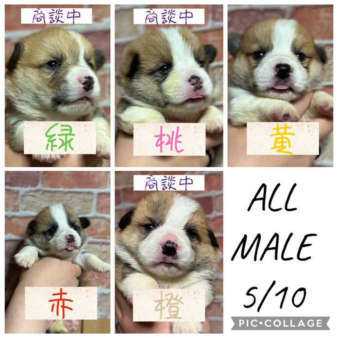 ウェルシュ・コーギー・ペンブローク(静岡県・男の子・2026/05/10・レッド＆ホワイト)の子犬情報! | 玉利 咲ブリーダー(1471)