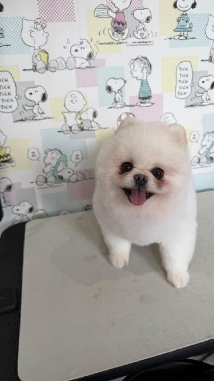 犬のプロフィール画像