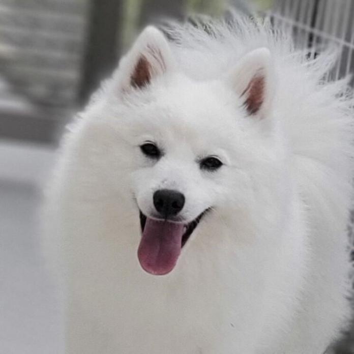 犬のプロフィール画像