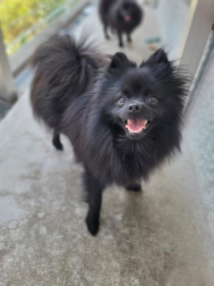 犬のプロフィール画像