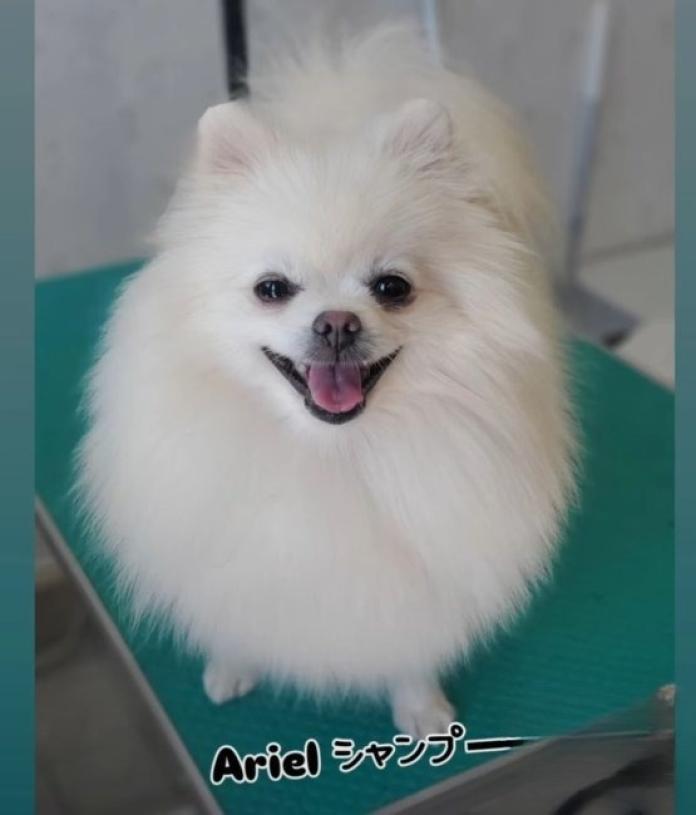 犬のプロフィール画像