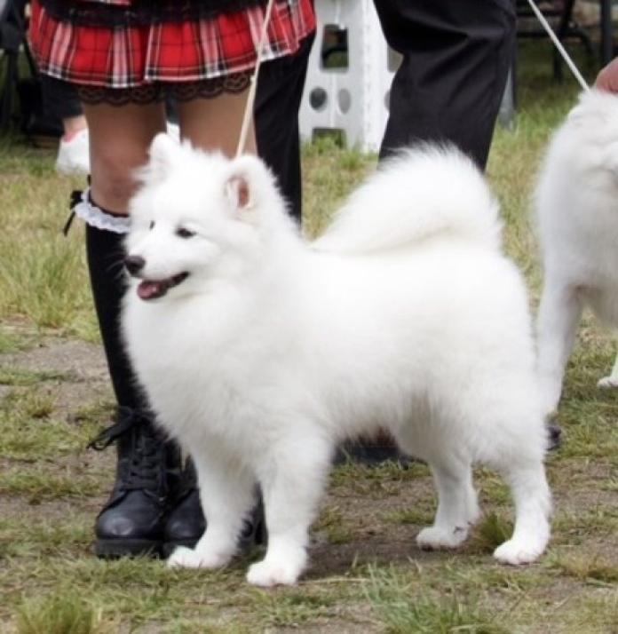 犬のプロフィール画像