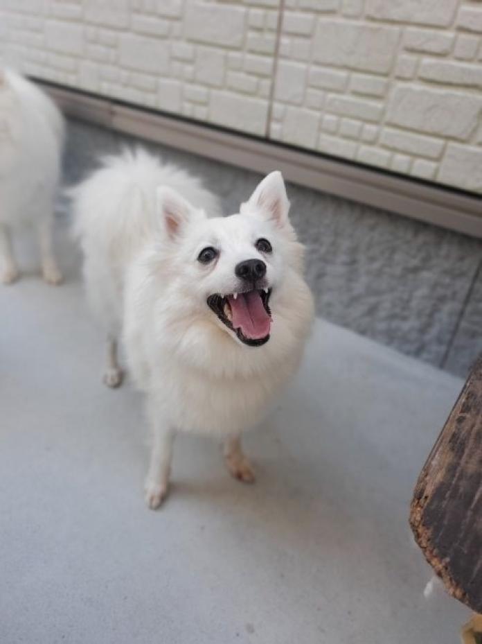 犬のプロフィール画像