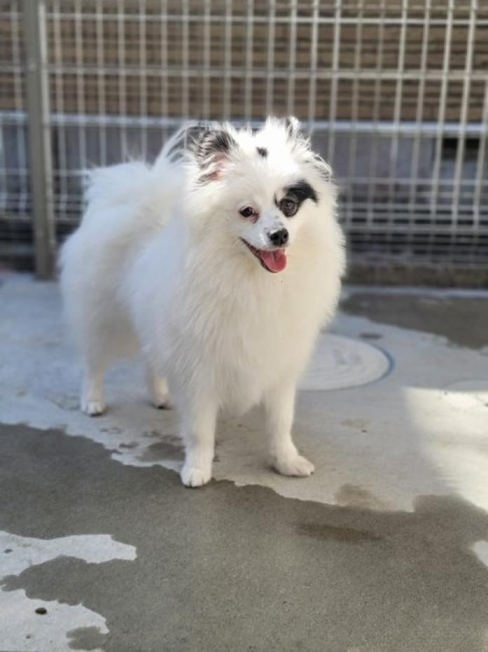 犬のプロフィール画像