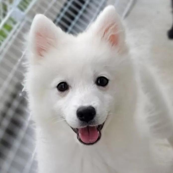 日本スピッツ(静岡県・女の子・2025/07/18・ホワイト)の子犬情報! | ナカガワ タミリス アケミブリーダー(1137)