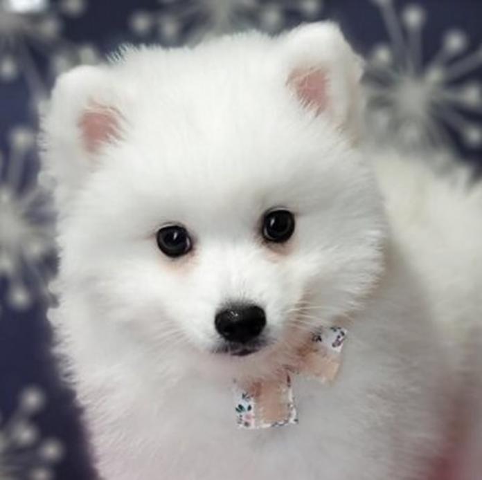日本スピッツ(1459)の子犬情報