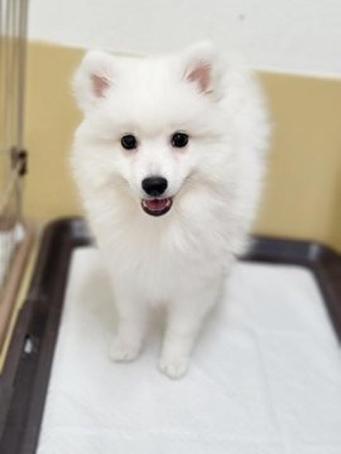 日本スピッツ(1459)の子犬情報