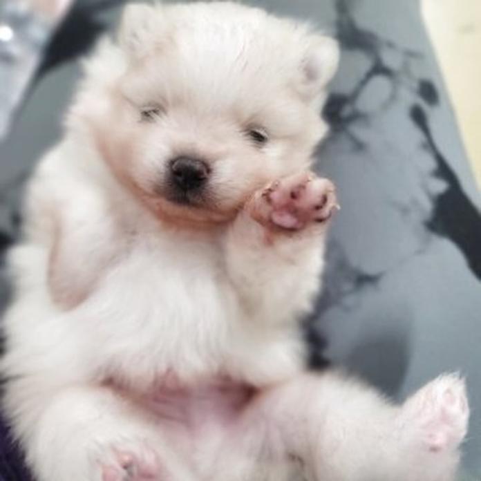 ポメラニアン(静岡県・男の子・2026/07/19・クリーム)の子犬情報! | ナカガワ タミリス アケミブリーダー(1794)