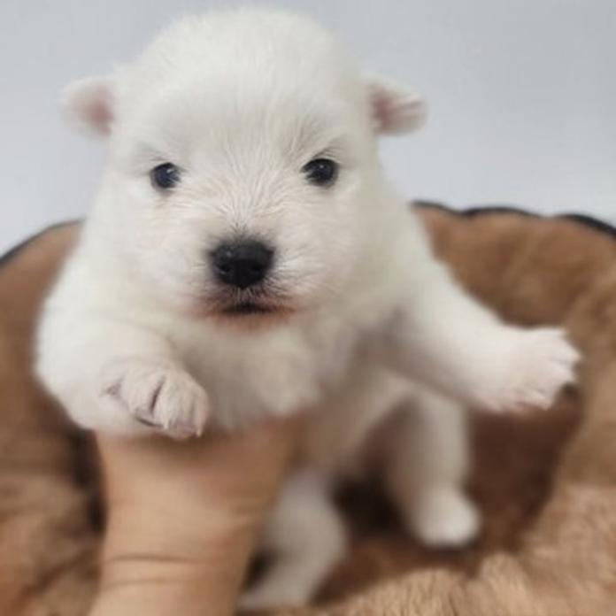 日本スピッツ(静岡県・男の子・2026/07/19・ホワイト)の子犬情報! | ナカガワ タミリス アケミブリーダー(1797)