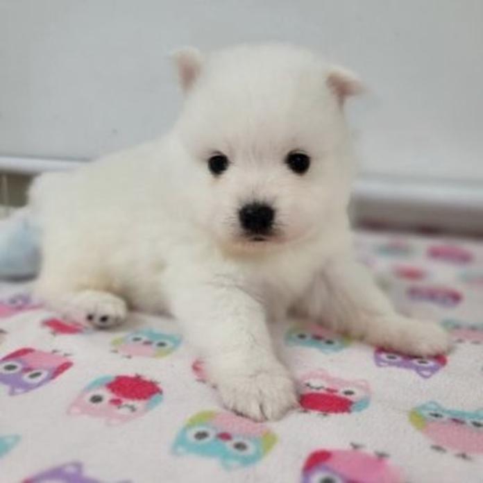 日本スピッツ(1797)の子犬情報