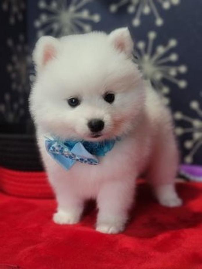 日本スピッツ(静岡県・男の子・2026/07/19・ホワイト)の子犬情報! | ナカガワ タミリス アケミブリーダー(1797)