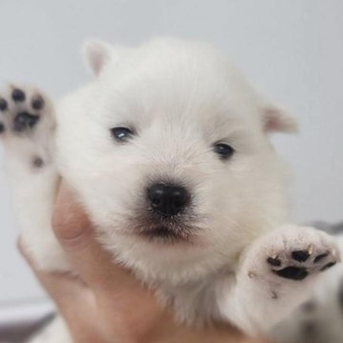 日本スピッツ(静岡県・男の子・2026/07/19・ホワイト)の子犬情報! | ナカガワ タミリス アケミブリーダー(1798)