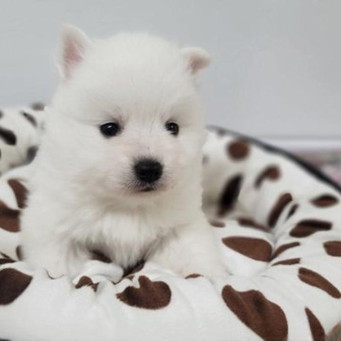 日本スピッツ(1798)の子犬情報