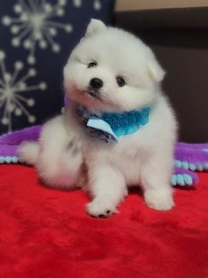 日本スピッツ(静岡県・男の子・2026/07/19・ホワイト)の子犬情報! | ナカガワ タミリス アケミブリーダー(1798)