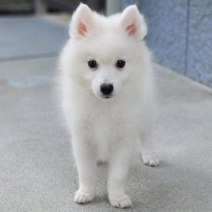 日本スピッツ(静岡県・女の子・2026/07/31・ホワイト)の子犬情報! | ナカガワ タミリス アケミブリーダー(1925)