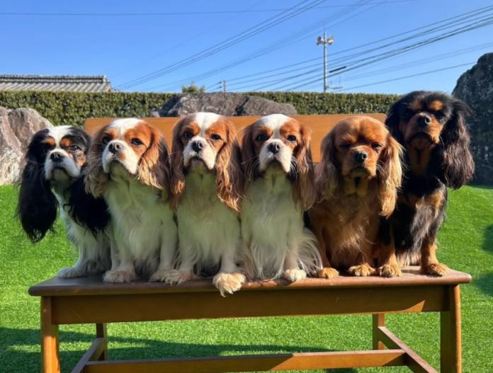 ブリーダー、犬に関する画像