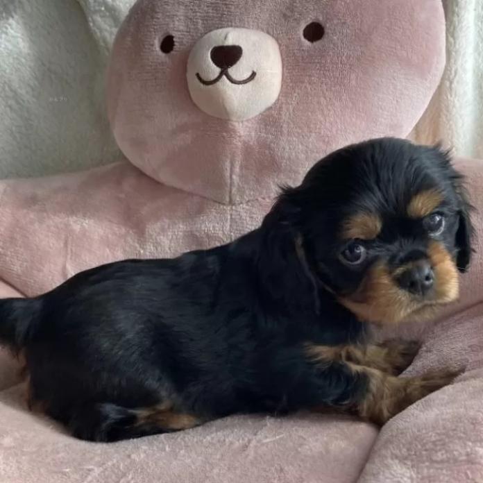 キャバリア(福岡県・男の子・2024/09/21・ブラック&タン)の子犬情報! | 富松 智美ブリーダー(1145)