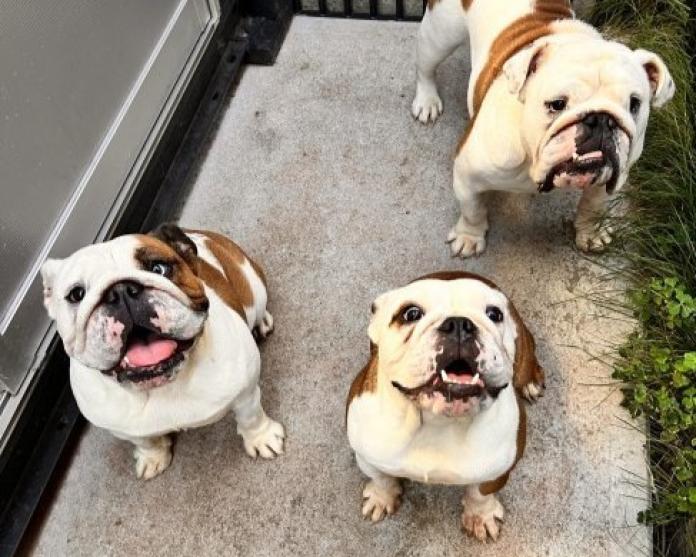 ブリーダー、犬に関する画像