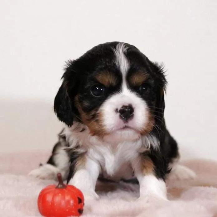 キャバリア(愛知県・女の子・2025/09/08・トライ)の子犬情報! | 川原 千尋ブリーダー(1208)