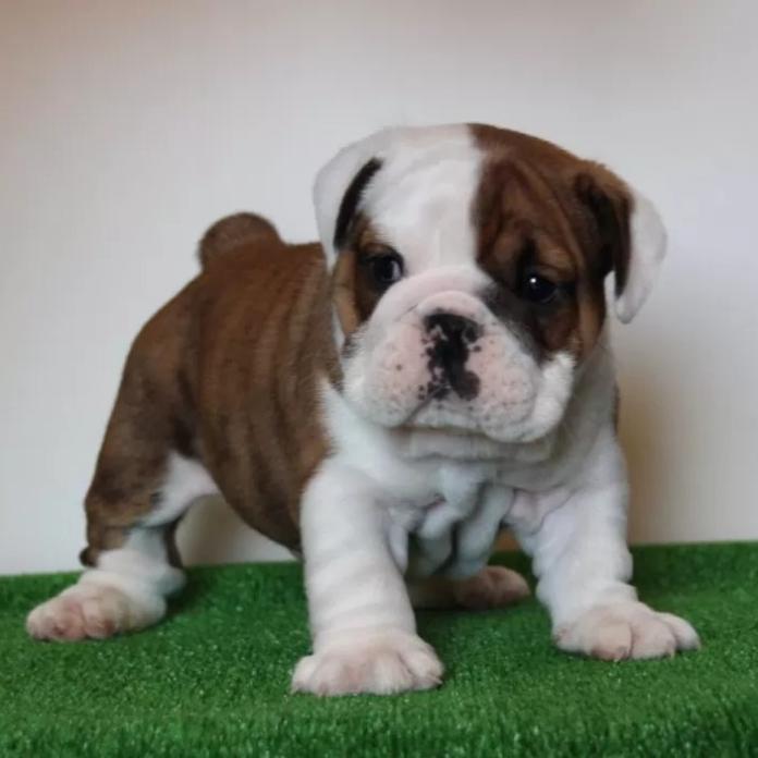 ブルドッグ(愛知県・男の子・2024/12/02・レッドアンドホワイト)の子犬情報! | 川原 千尋ブリーダー(1209)