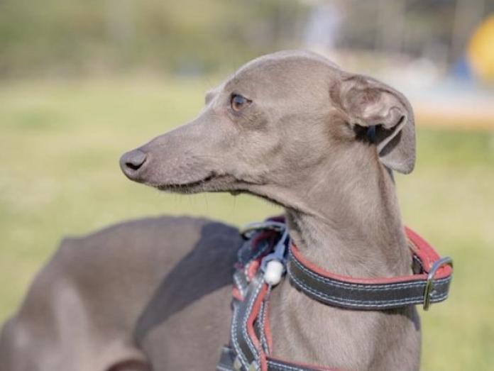 犬のプロフィール画像