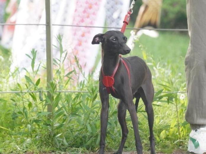 犬のプロフィール画像
