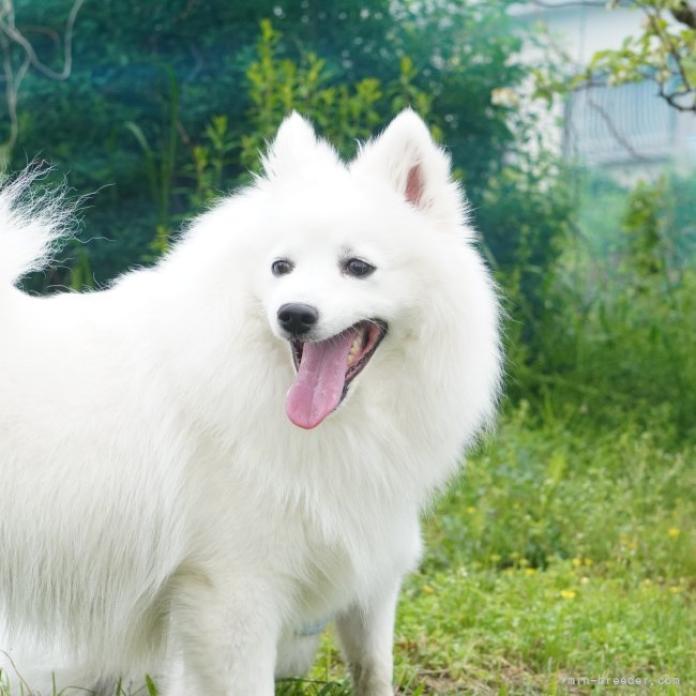 犬のプロフィール画像