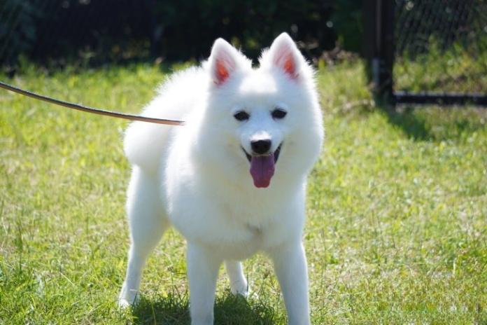 犬のプロフィール画像