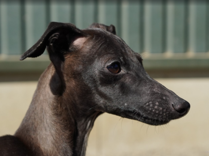 犬のプロフィール画像