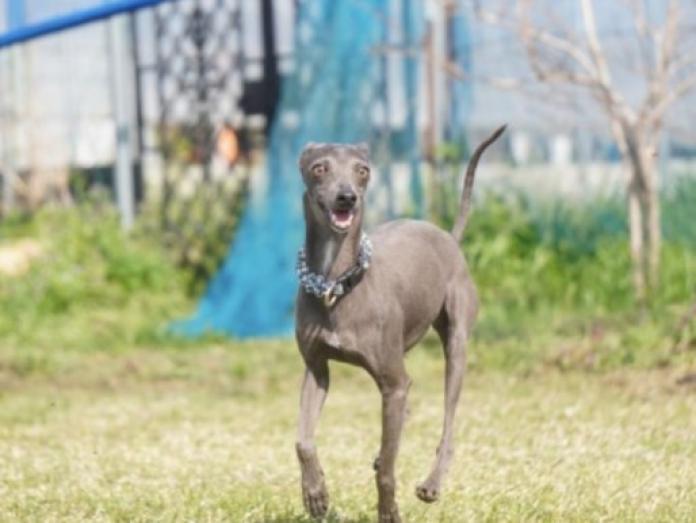 犬のプロフィール画像