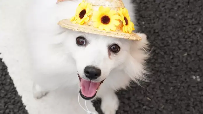 犬のプロフィール画像