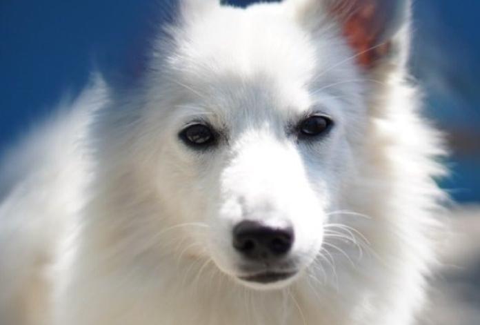 犬のプロフィール画像
