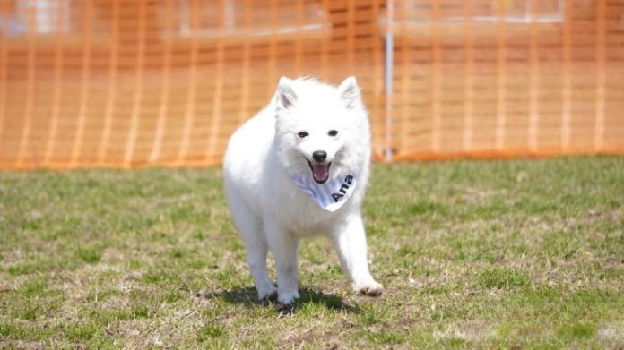 犬のプロフィール画像