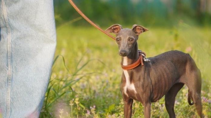 犬のプロフィール画像