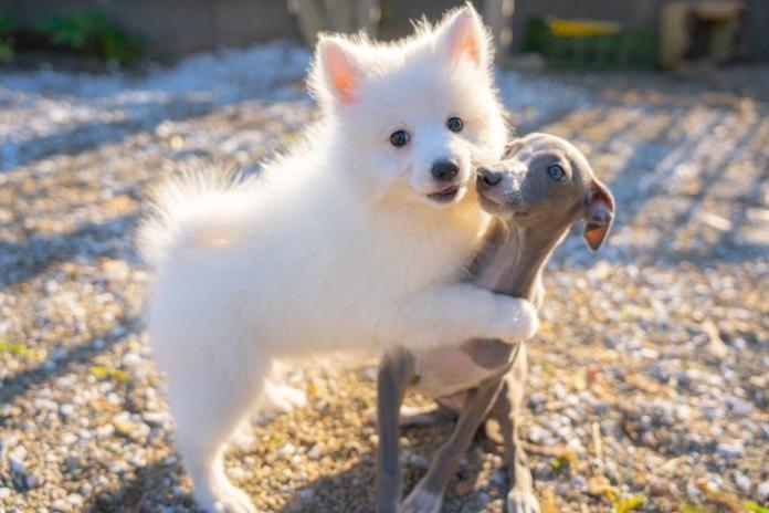 西山 隼ブリーダー(神奈川県)の情報・子犬一覧