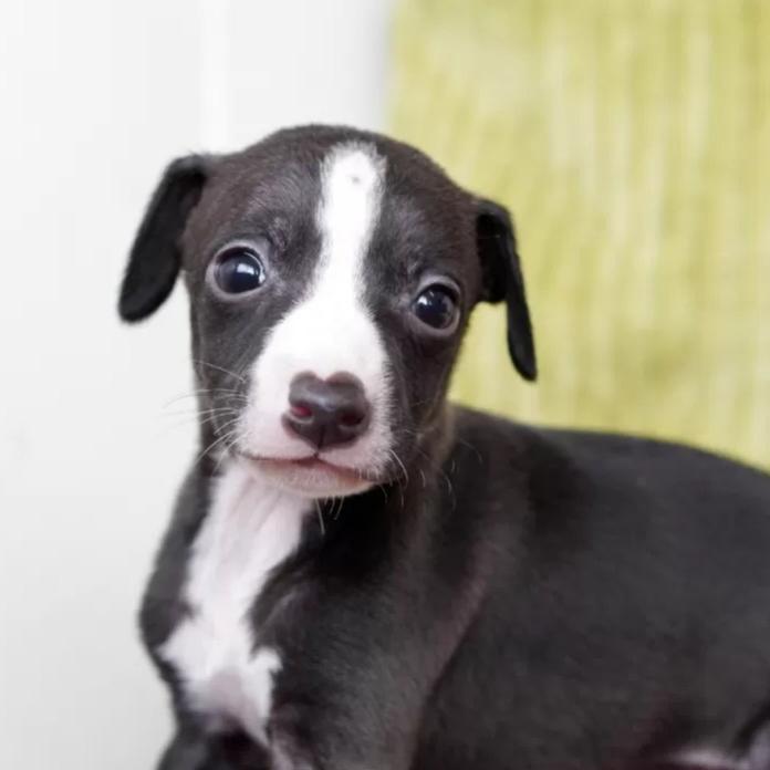 イタリアングレーハウンド(神奈川県・男の子・2026/01/24・シール&ホワイト)の子犬情報! | 西山 隼ブリーダー(1205)