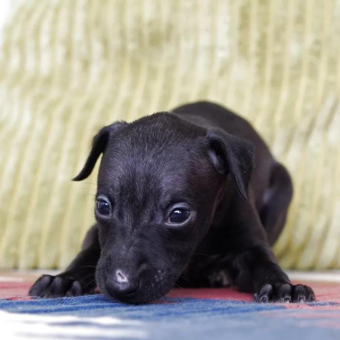 イタリアングレーハウンド(神奈川県・男の子・2026/01/24・シール&ホワイト)の子犬情報! | 西山 隼ブリーダー(1206)