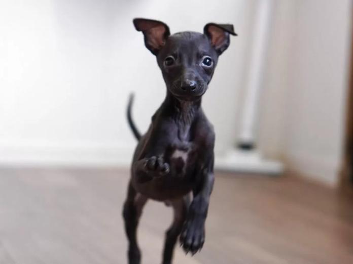 イタリアングレーハウンド(1206)の子犬情報