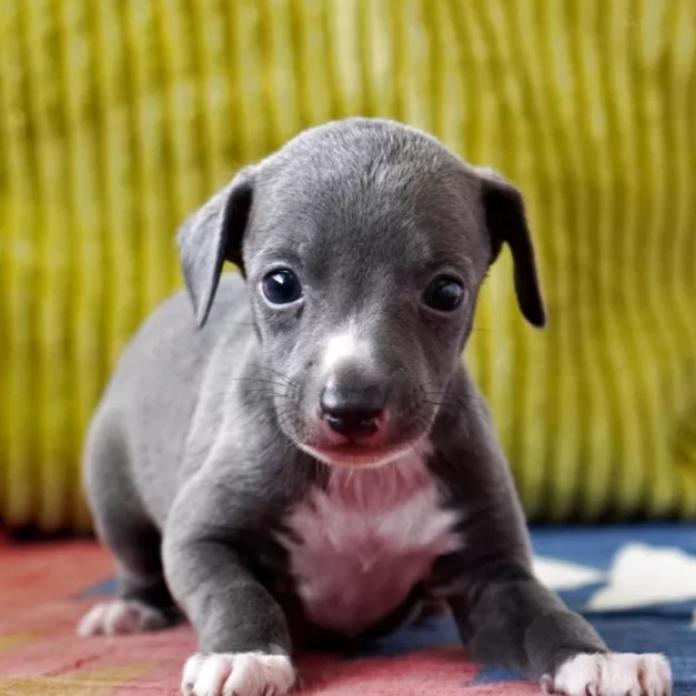 イタリアングレーハウンド(神奈川県・男の子・2026/01/24・ブルー&ホワイト)の子犬情報! | 西山 隼ブリーダー(1207)