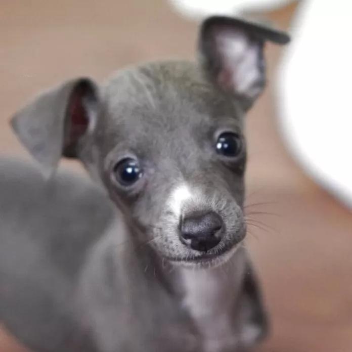 イタリアングレーハウンド(1207)の子犬情報