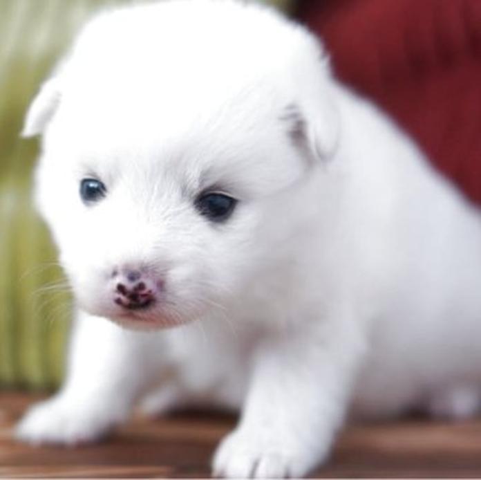 日本スピッツ(1567)の子犬情報