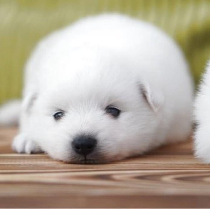 日本スピッツ(1569)の子犬情報