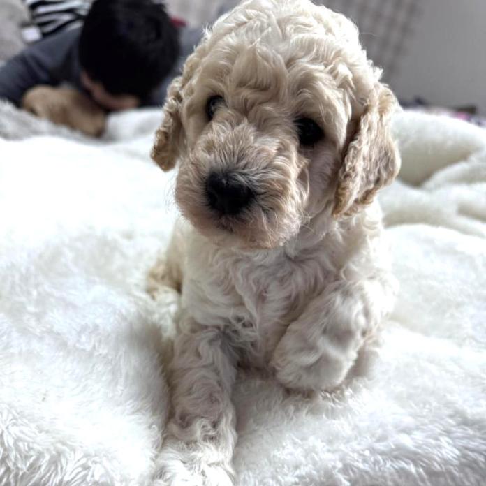 ミディアムプードル(千葉県・女の子・2026/01/15・ホワイト系)の子犬情報! | 松本 瑞希ブリーダー(1200)