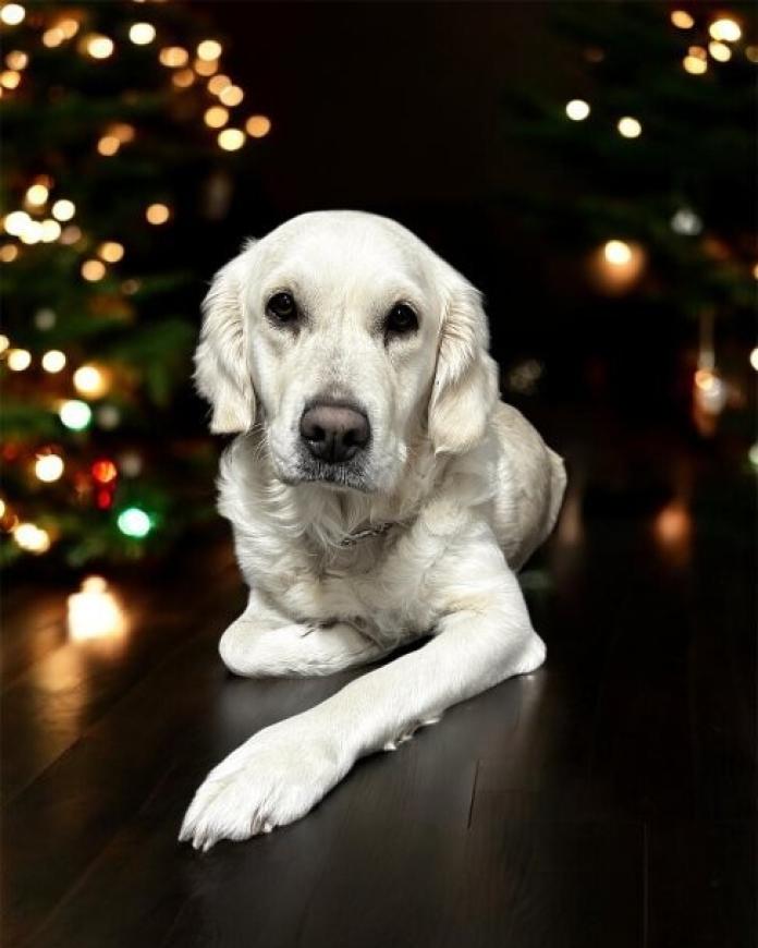 犬のプロフィール画像